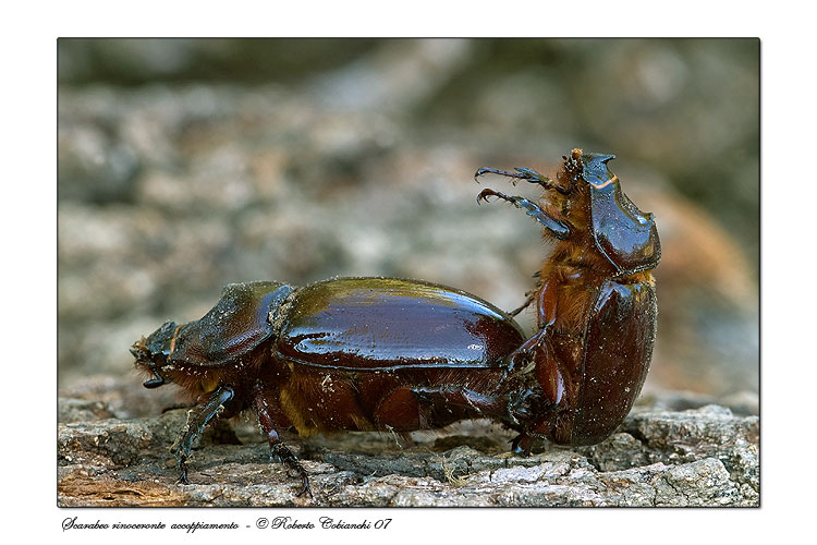 Oryctes nasicornis ... Scarabeo rinoceronte